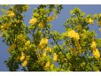 Laburnum anagyroides